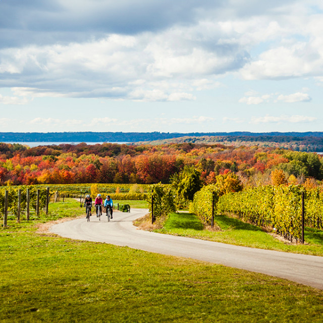 Bikers riding through a vineyard beside Grand Traverse Bay near Traverse City, Michigan